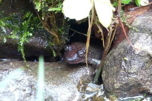 Shovel nosed salamander hiding