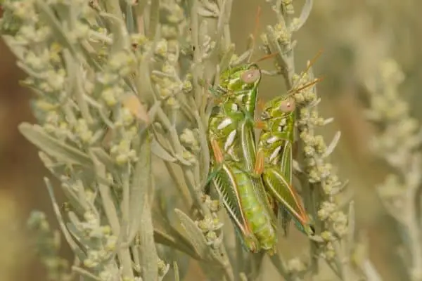 Snakeweed Grasshoppers on grass