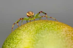 8 Spiders That Look Like Crabs (Pictures)