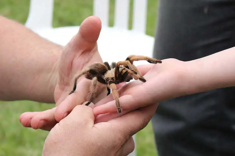 Tarantula being held
