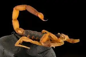 3 Types of Scorpions in Louisiana (Pictures)