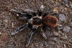 The 3 Types of Tarantulas in Florida (Pictures)