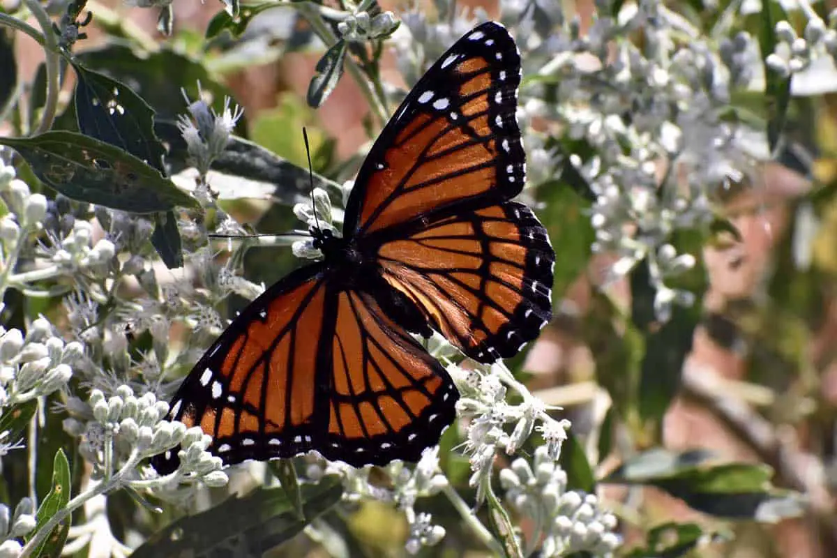 Viceroy