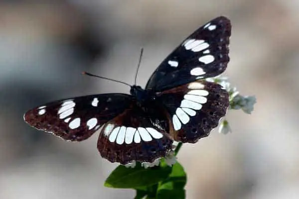 White admiral butterfly 