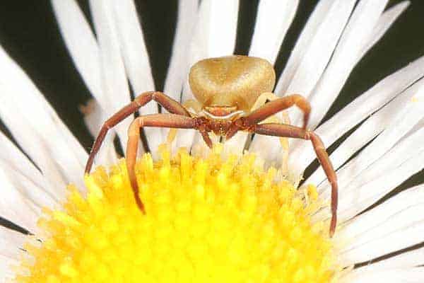 White-banded crab spider
