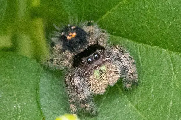 Bold Jumping Spider on a leaf