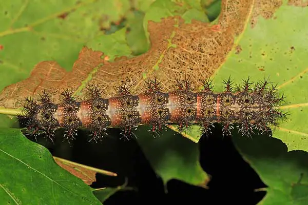 Buck moth caterpillar