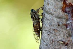 Here Are 10 Types of Cicadas in Maryland (Pictures)