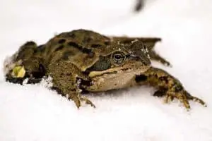 Where Do Frogs Go in the Winter?