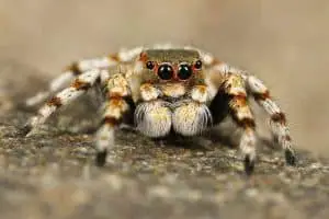 11 Spiders That Jump Exceptionally Well (Fun Facts)