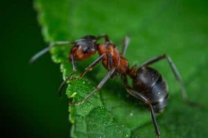 How Do Ants Communicate? (Explained)