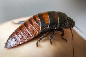 Do Hissing Cockroaches Bite?