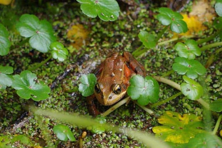 Where Do Frogs Go in the Winter? The Critter Hideout
