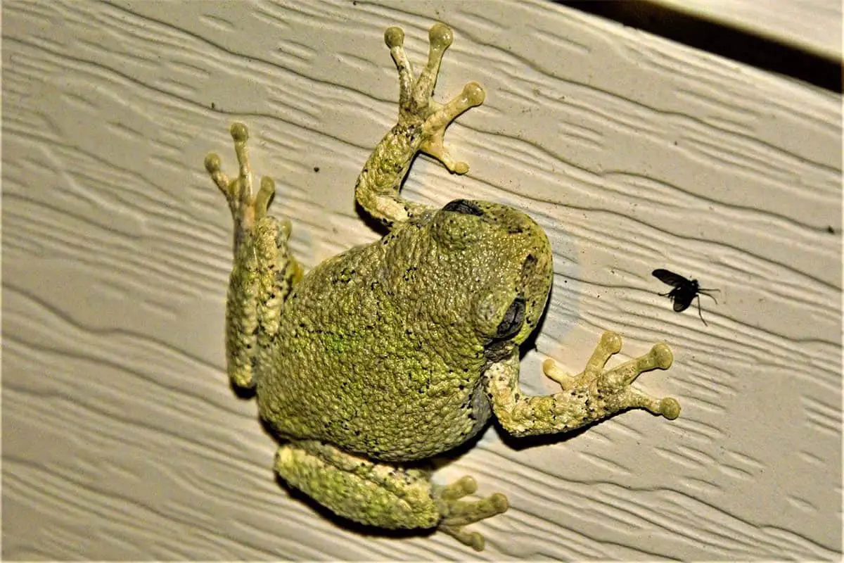 15 Frogs That Climb Walls (With Pictures)