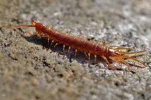 Centipedes Vs Millipedes (13 Differences)