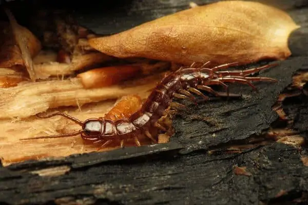 centipede on wet log