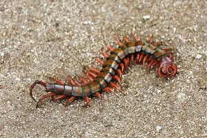 Here Are 4 Types of Centipedes In Hawaii (Pictures)