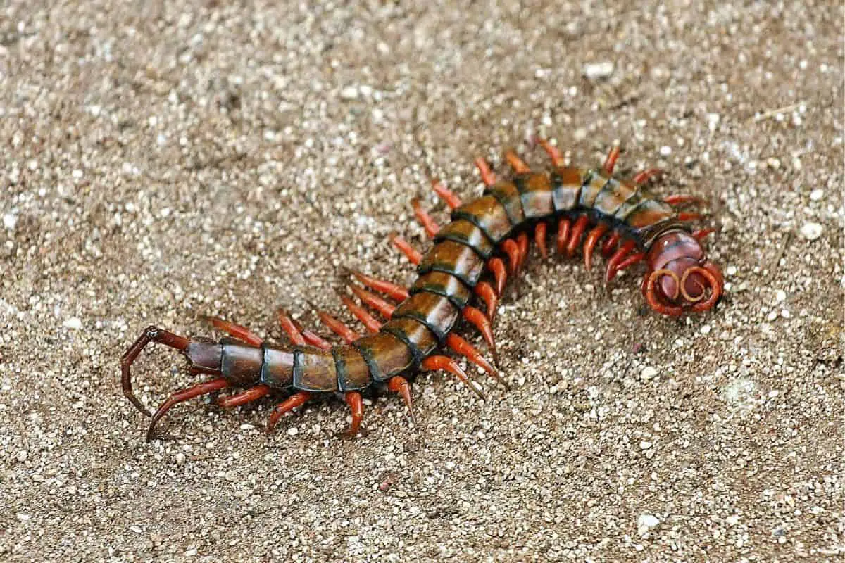 Crawling centipede