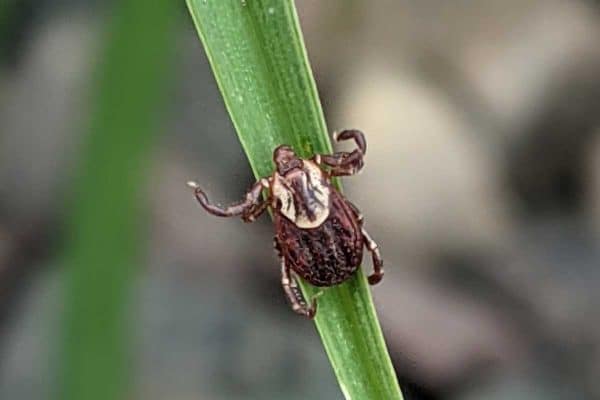 american dog tick