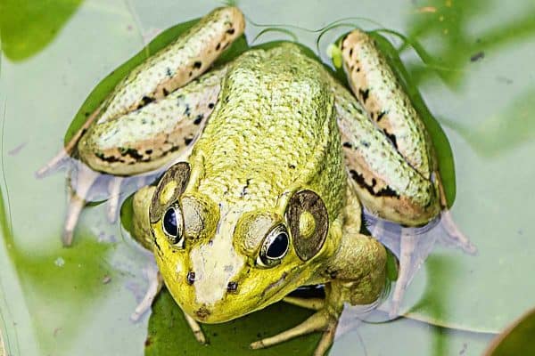 frog from above