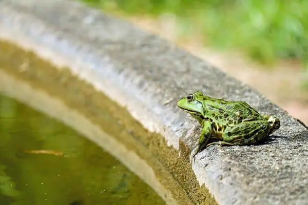 frog with prominent backbone
