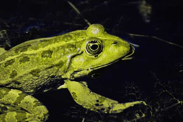 frog floating in water