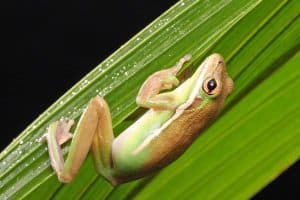 12 Interesting Facts About Green Tree Frogs