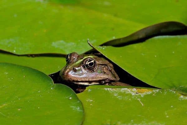 frog under lilypads