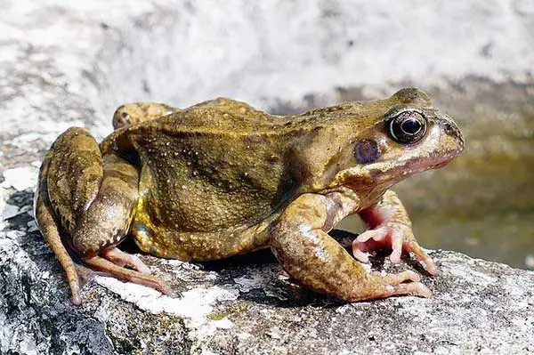 frog side view