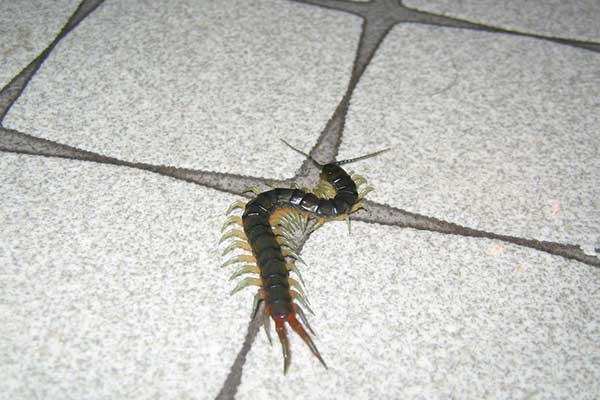 centipede on kitchen floor