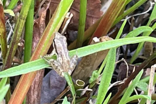 Little grass frog on a leaf