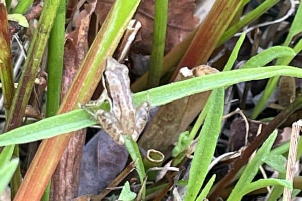 Little Grass Frog resting