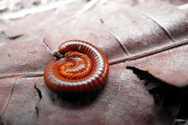 Millipede curled up