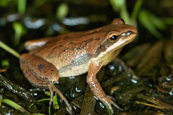 New Jersey Chorus Frog resting