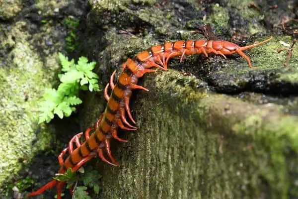 centipede on lichen