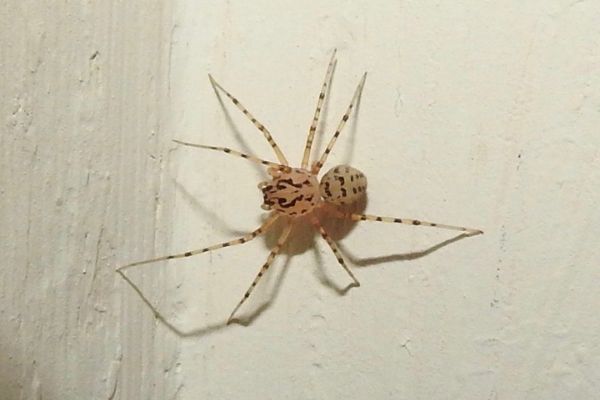 spider on concrete wall