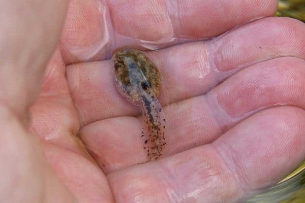 tadpole in hand