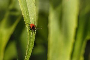 6 Types of Ticks in Texas (Pictures)