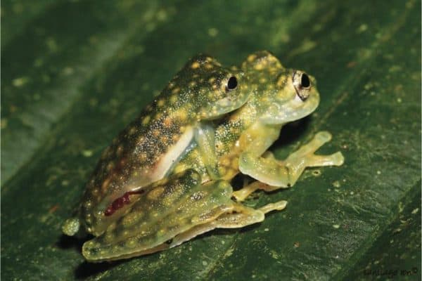 A couple of frogs in the garden