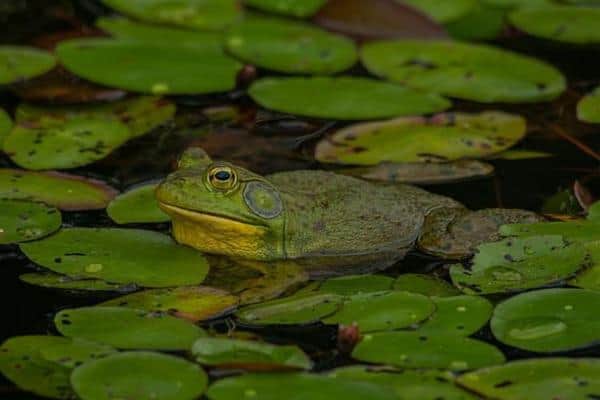 American Bullfrog