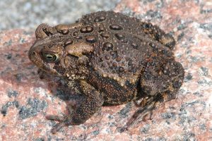 3 Species of Toads in Pennsylvania 