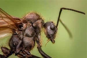 Do Ants Have Brains? (Explained)