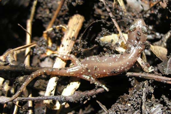 Arboreal salamander
