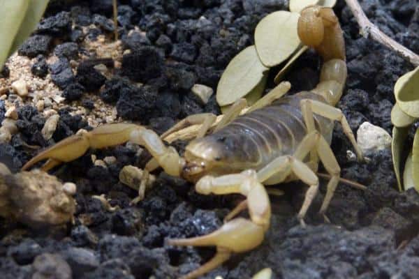 Arizona Bark Scorpion
