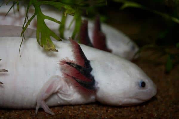 Axolotls