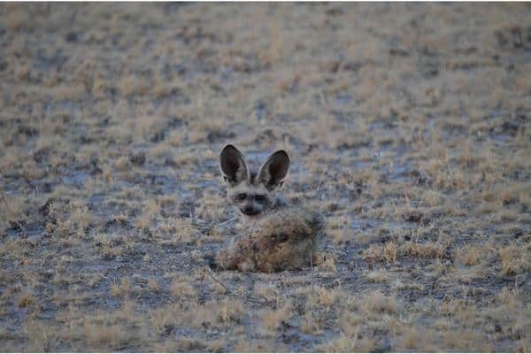 Bat Eared Fox