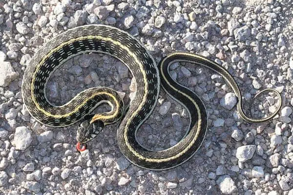 Black Necked Garter Snake