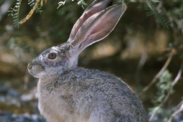 Black Tailed Jackrabbit