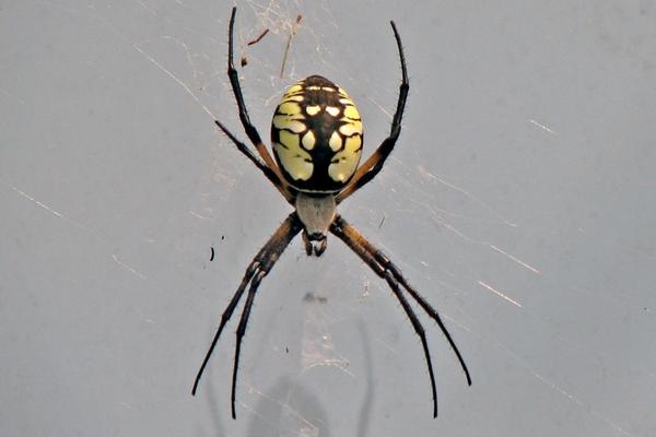 Black and Yellow Garden Spider