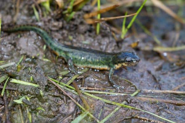 Black-spotted newt